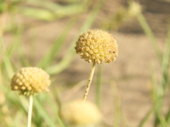Gaillardia megapotamica megapotamica