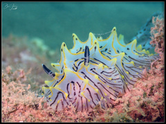 Halgerda willeyi