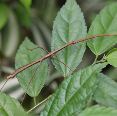 Ceroys perfoliatus