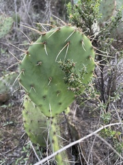 Opuntia × demissa