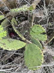 Opuntia × demissa