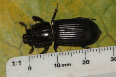 Aulacocyclus kaupii