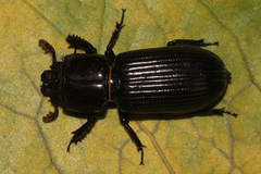 Aulacocyclus kaupii