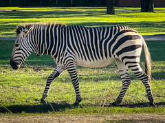 Equus zebra