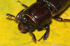 Aulacocyclus kaupii