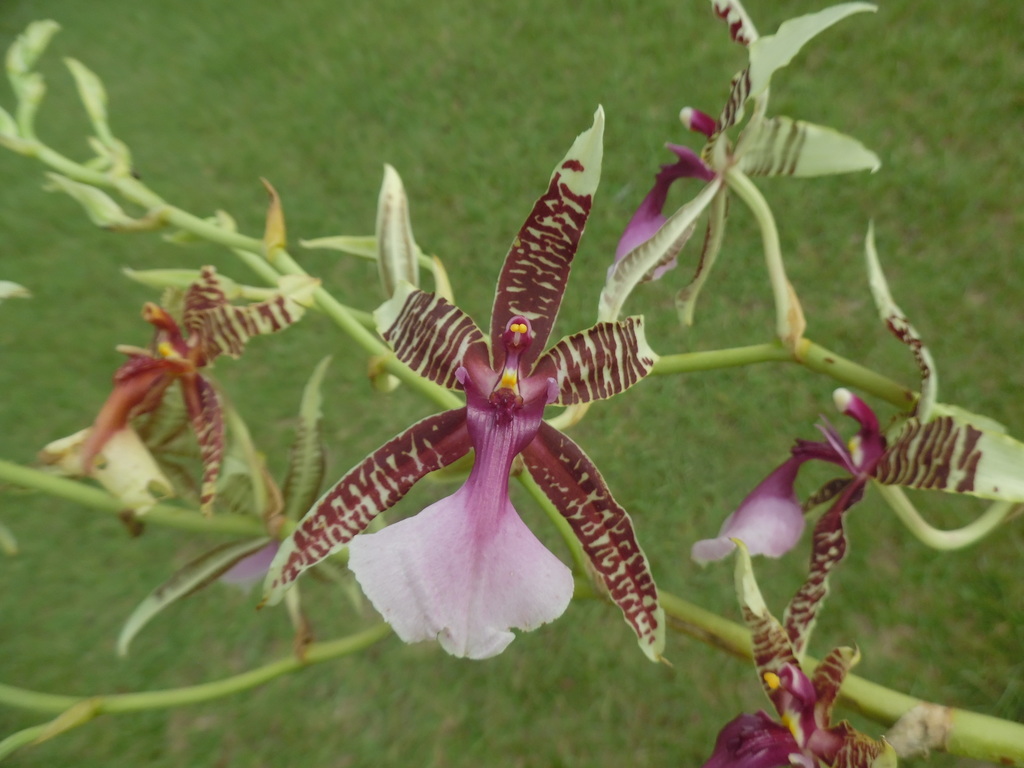 Oncidium hastilabium