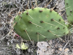 Opuntia × demissa
