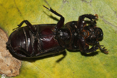 Aulacocyclus kaupii
