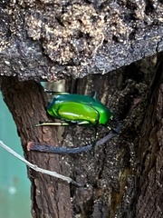 Ischiopsopha wallacei