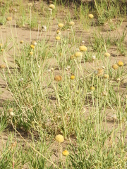 Gaillardia megapotamica megapotamica