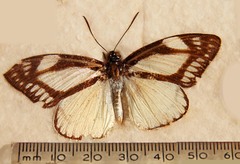 Haemonides cronis
