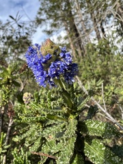 Ceanothus papillosus