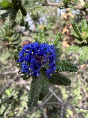 Ceanothus papillosus