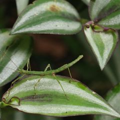 Ceroys perfoliatus
