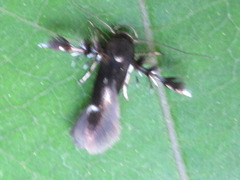 Atrijuglans hetaohei