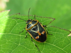 Eurydema gebleri