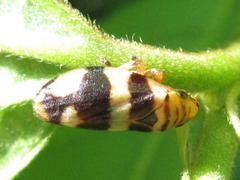 Mesoptyelus nigrifrons