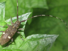 Monochamus guttulatus