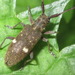 Monochamus guttulatus - Photo (c) onidiras-iNaturalist, some rights reserved (CC BY-NC), uploaded by onidiras-iNaturalist