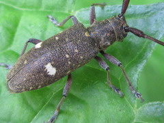 Monochamus guttulatus