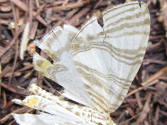 Callabraxas compositata