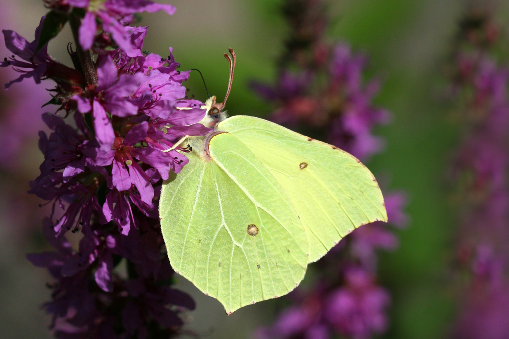 Common Brimstone - Photo (c) Didier, some rights reserved (CC BY-SA)