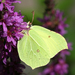 Common Brimstone - Photo (c) Didier, some rights reserved (CC BY-SA)