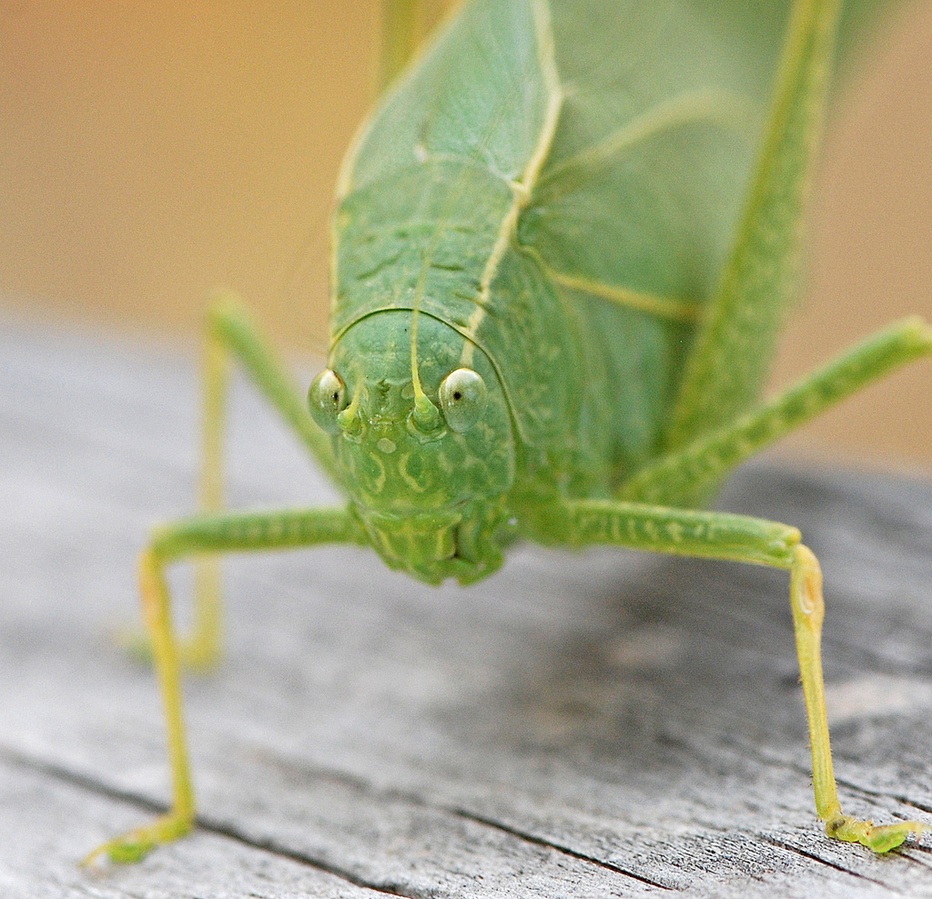 Katydids (Bugs Exhibition on INBioparque, Costa Rica) · iNaturalist Mexico