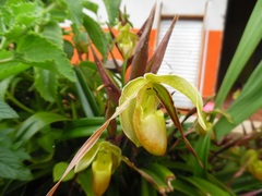 Phragmipedium longifolium