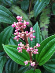 Miconia ciliata