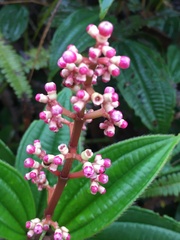 Miconia ciliata