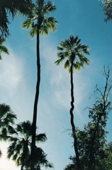 Livistona mariae