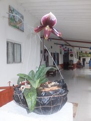 Paphiopedilum