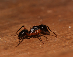 Camponotus renggeri