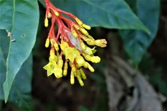 Palicourea croceoides