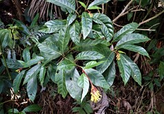Palicourea croceoides