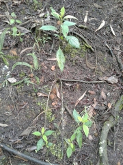 Varronia cylindrostachya