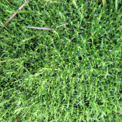 Arcytophyllum muticum