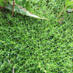 Arcytophyllum muticum