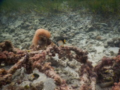 Chaetodon decussatus