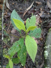 Varronia cylindrostachya