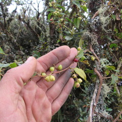 Muehlenbeckia tamnifolia