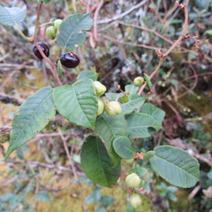 Muehlenbeckia tamnifolia