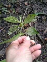 Varronia cylindrostachya