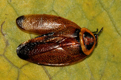 Ellipsidion reticulatum