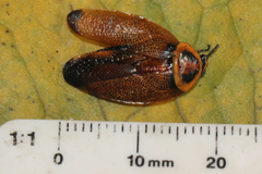 Ellipsidion reticulatum