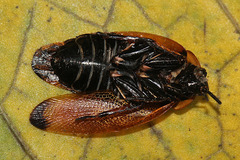 Ellipsidion reticulatum
