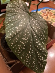 Begonia lucerna