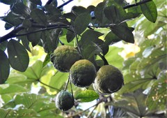 Citrus × taitensis