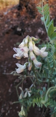 Vicia nigricans